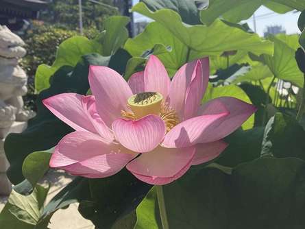 美しい蓮の花、光明院