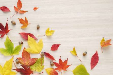 愛川ふれあいの村で紅葉を楽しもう！黄金色の絨毯の上を歩いて秋を満喫